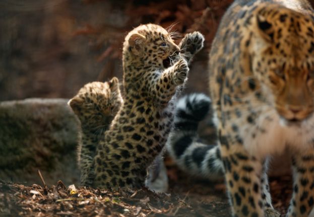 Copenhagen Zoo_leopard.jpg