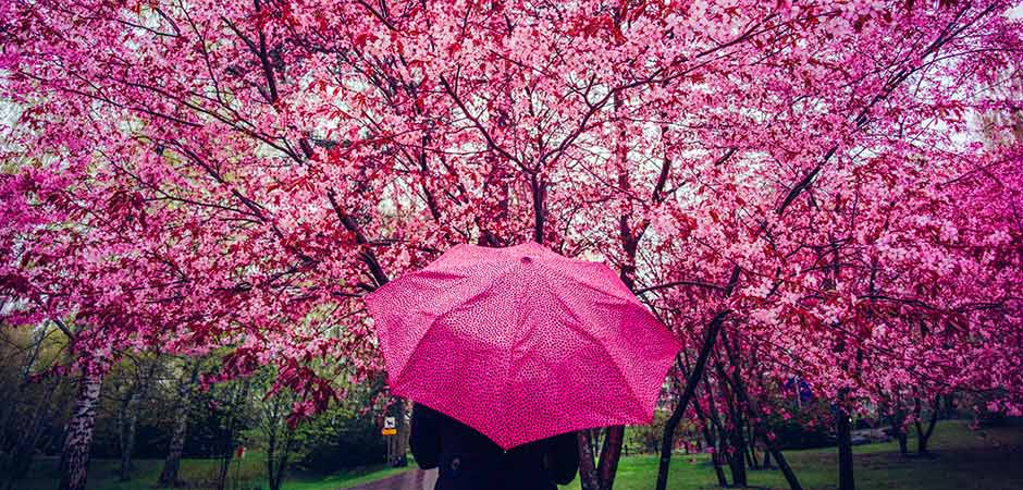 Cherry_Blossoms_c_Jussi_Hellsten_Helsinki_Partners.jpg