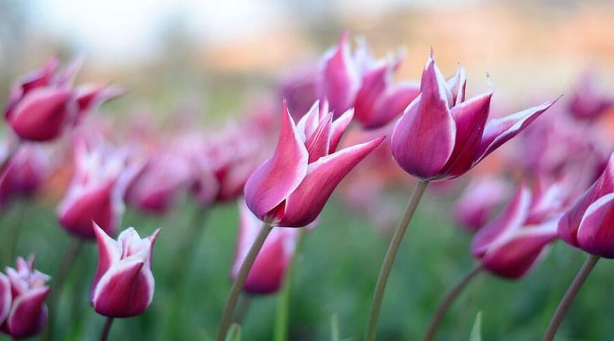 Tulpen up close.jpg